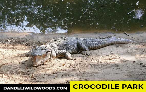 crocodile park dandeli